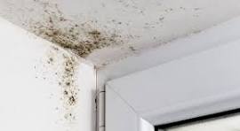 Winter Tips – Prevention of Mould