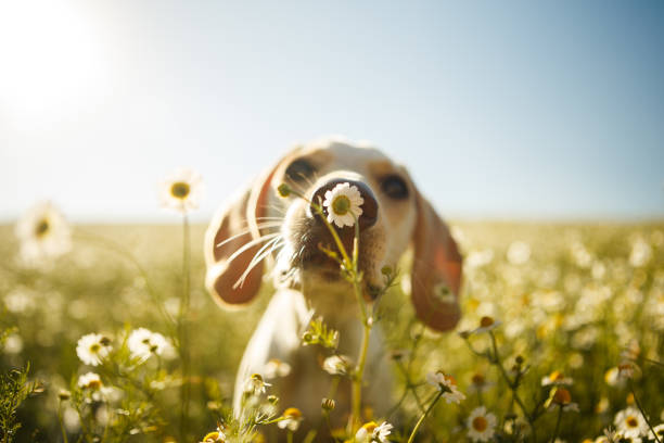 Spring into Spring Tips